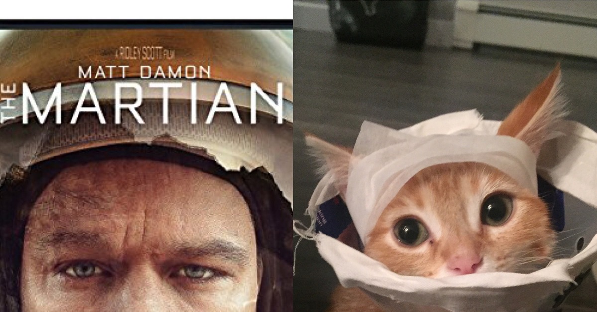 Кот марсианин. Кот марсианин. Кот космонавт. Кот марсианин. Коты в скафандрах.