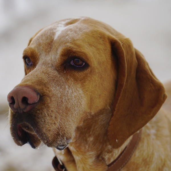 wonderful dog - My, Dog, The photo, Sony, , Portrait