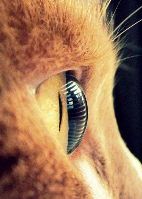 Sight - cat, Eyes