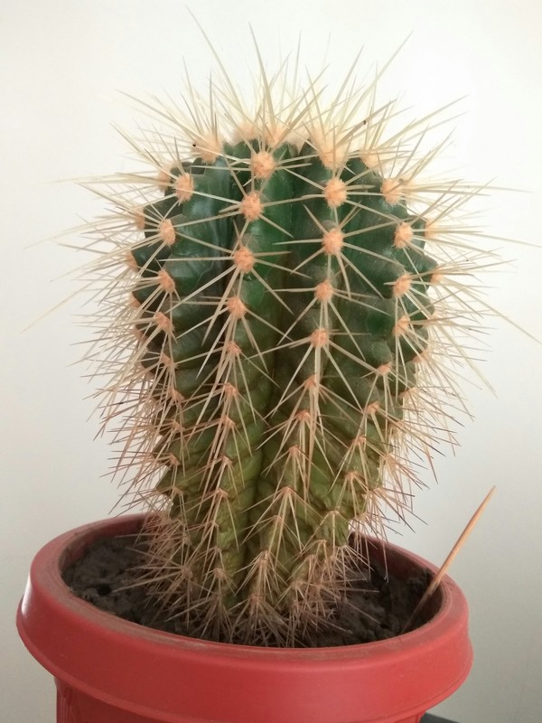 cactus growers help - Help, Cactus, Homemade, Plants, Disease