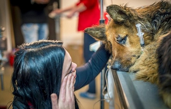 A cruel monster tore off this shepherd's tail. When the volunteers found her, they sobbed excitedly ... - Bucharest, Flailing, Animals, Video, Longpost