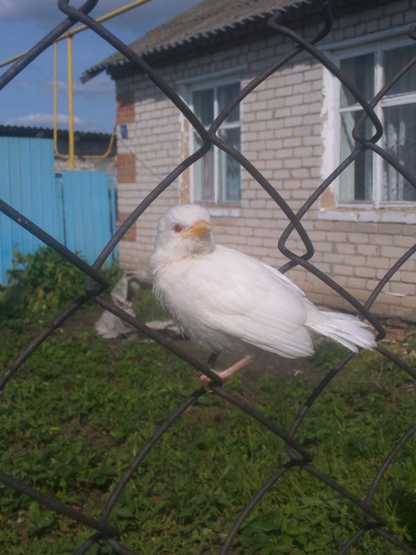 albino sparrow - Sparrow, Albino, Netting