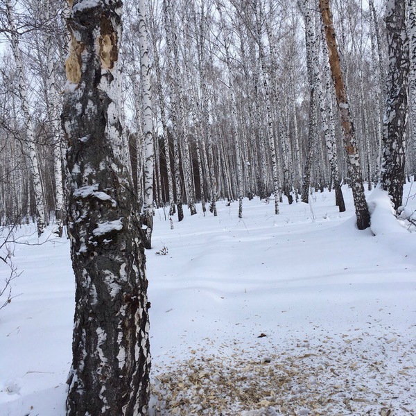 Столовая дятла - Моё, Лес, Зима, Дерево