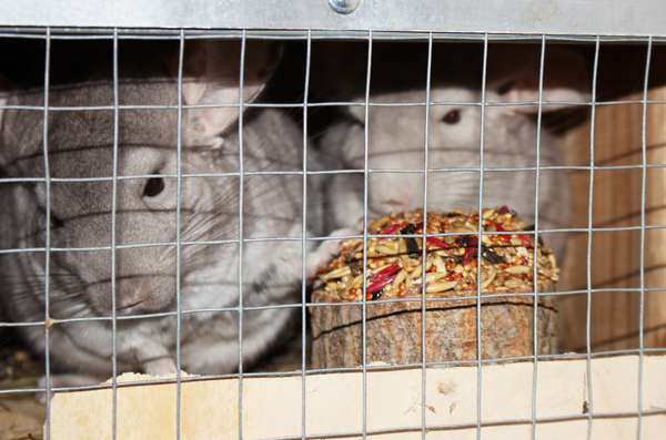 This is our stump! - My, Stump, Chinchilla, Yummy, Severity