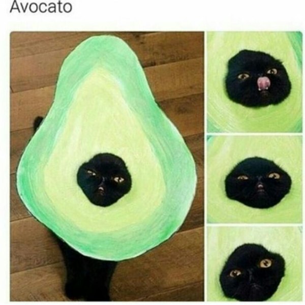 Wordplay - Wordplay, Humor, cat, Avocado