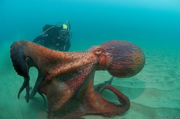 Scientists find evidence of extraterrestrial origin of octopuses - Octopus, Aliens, Alien movie, Strangers