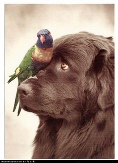 Nasty bird. - Animals, Dog, Milota