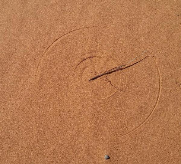 A piece of dried grass and the wind - The photo, Wind, Sand, Grass, A circle, Beautiful, Nature