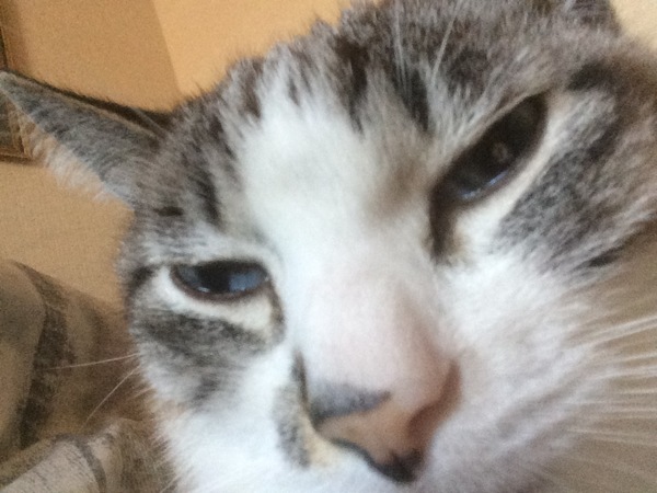 When I accidentally turned on the selfie camera. - cat, Selfie, My