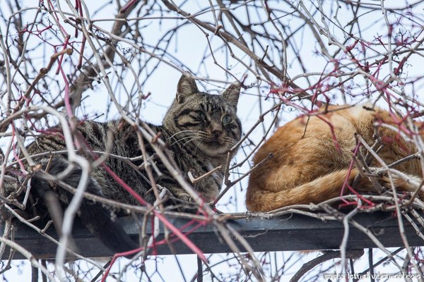 Spring cats:3 - My, cat, Spring, Seasonal exacerbation, Milota