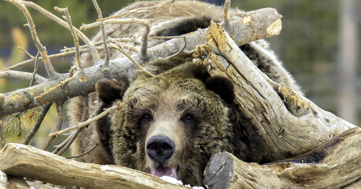 Когда просыпается медведь весной. Бурый медведь в спячке. Медведь в лесу. Медведь зимой. Медведь весной в лесу.