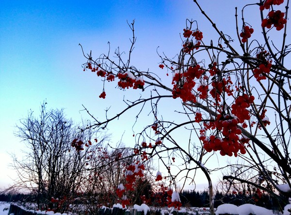 Winter. - Village, My, Meizu, Sky, Red viburnum