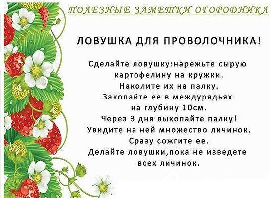 Полезные советы огороднику - Огород, Советы огороднику, Народные средства, Много букв, Длиннопост