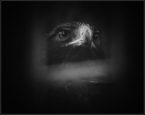 Photo of the day. Prisoner. - The national geographic, Birds, Prison, Animals, Prisoners, 