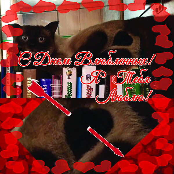 Happy February 14th! - cat, The 14th of February, Postcard