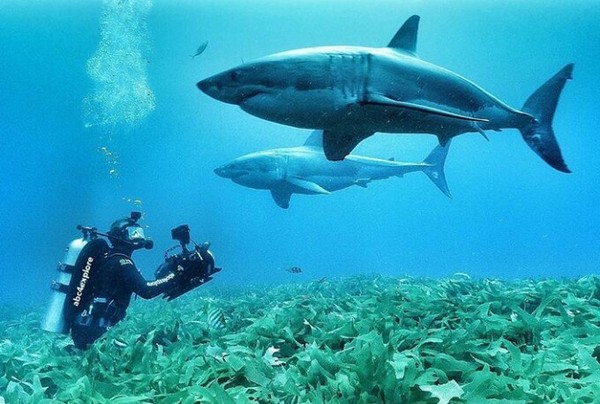 Canadian photographer, director Rob Stewart dies - Shark, The photo, Photographer, Ocean, RIP, Documentary