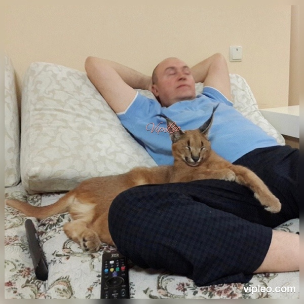 Men watch tv... - My, Caracal, , , Serval, , Pet, , Men, Pets