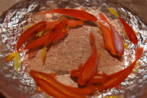   3 Goldfish, Riusuke Fukahori, , , , , 