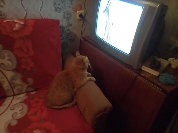 Interesting transmission! - My, cat, The television, Looks, 