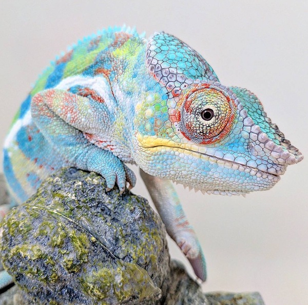 Chameleon Compilation [2] - Chameleon, Reptiles, Pets, Milota, beauty, Longpost