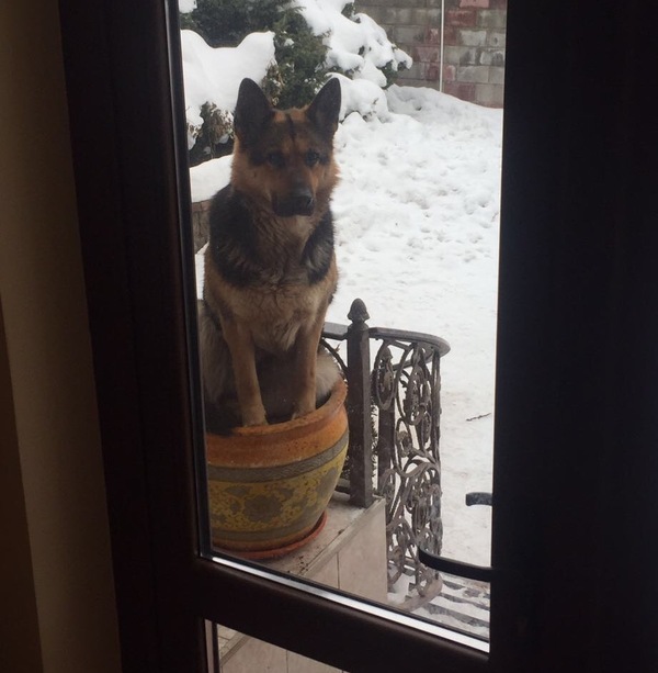 Моя собака считает себя цветочком.