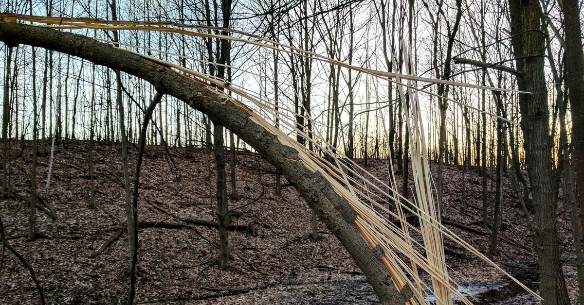 Broken tree. Поломанное дерево природа. Остров сломанные деревья. Дорога поломанное дерево. Поломанное дерево на дорогое.