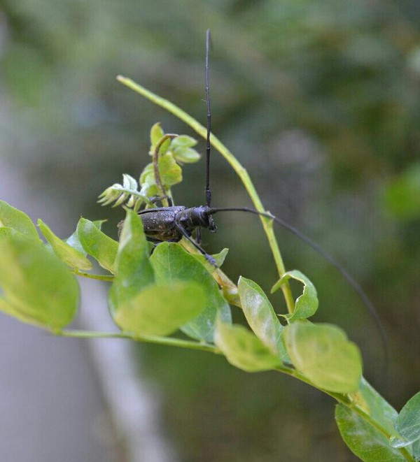 Just a beetle. - My, The photo, Жуки