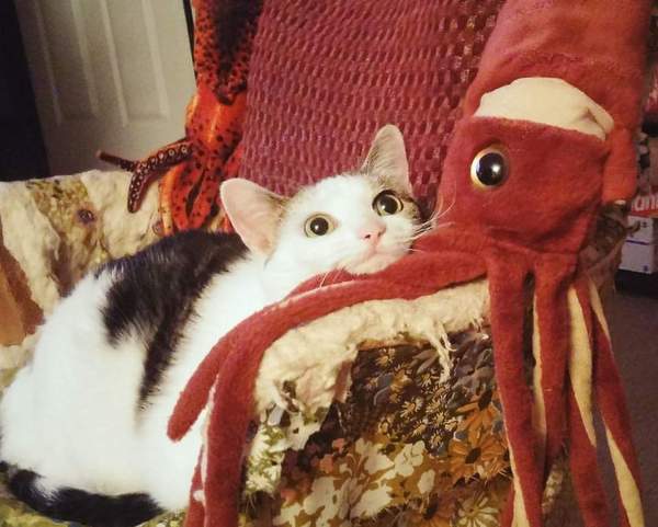 Both became thoughtful - cat, Octopus, Toys, Pensiveness, Lay down