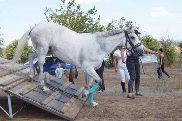 Looking wider - Horses, Horses, Клуб, Sport, My, Longpost, Video, Rental