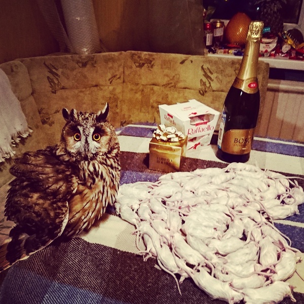 A little late, but still on the topic of February 14 - My, The 14th of February, Owl, Buka, Festive table