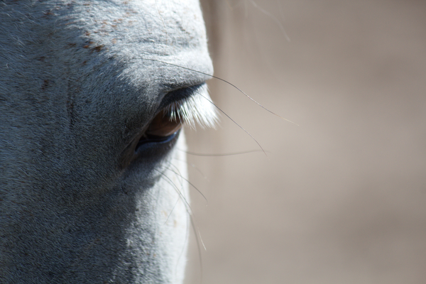 Konyashka - Eyes, My, Animals, Sight, Horses