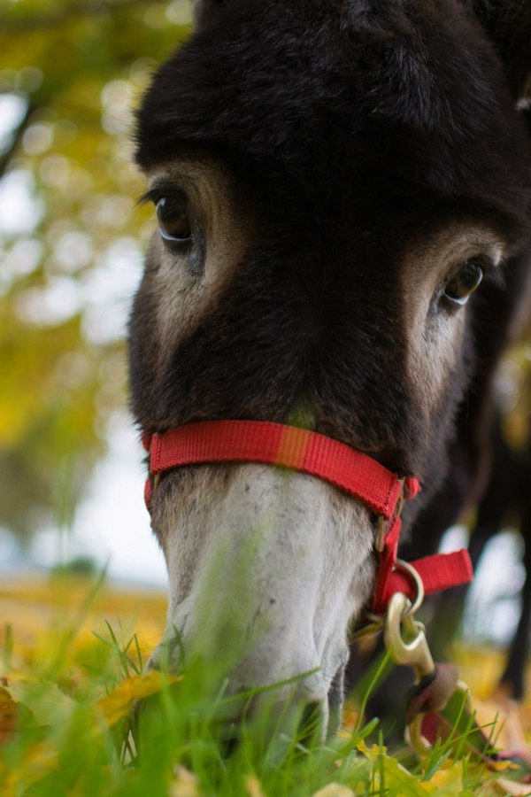 Donkey - Autumn, The photo, Donkey