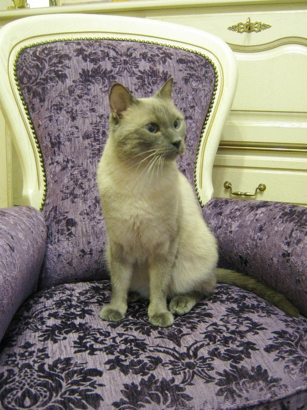 The Cat King - Armchair, My, cat, Tsar