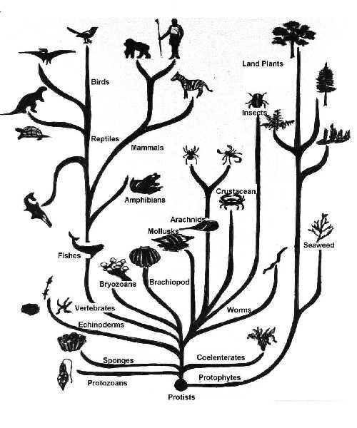 Evolution - Evolution, Tree of life