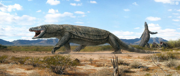 Самая гигантская ящерица в мире, которая не пережила встречи с первыми людьми Мегалания, Варан, Пресмыкающиеся, Австралия, Палеонтология, Наука, Плейстоцен, Длиннопост