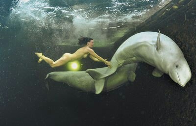 In the photographs, 36-year-old freediver Natalia Avseenko swims in icy water with two white whales. - My, Belukha, White Sea, Longpost