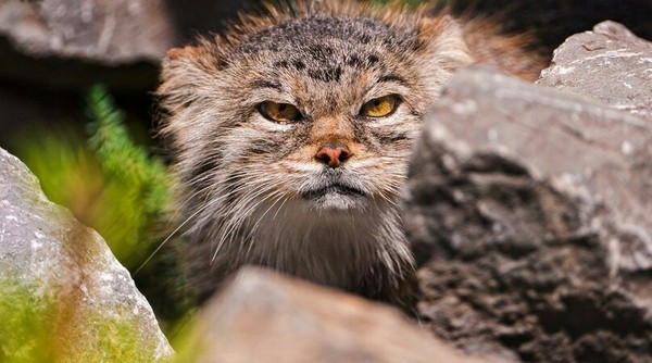 Manul is the most serious cat in the world. - The photo, cat, Pallas' cat, Animals, Longpost