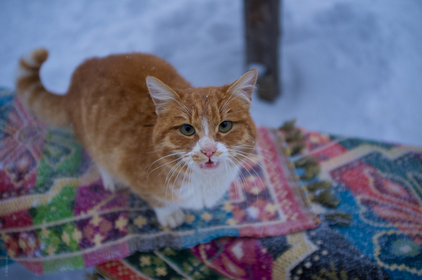 Rustic cat - My, cat, Catomafia, Pet, Animals, Winter, Cosiness, A life, Pets