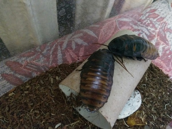 Обсуждение планов по захвату мира