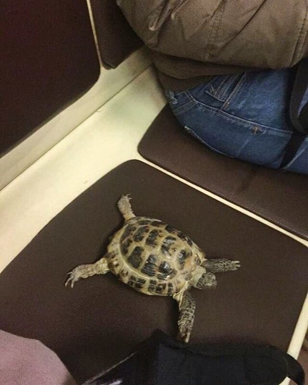 morning passenger - Turtle, Metro, Пассажиры, Seat