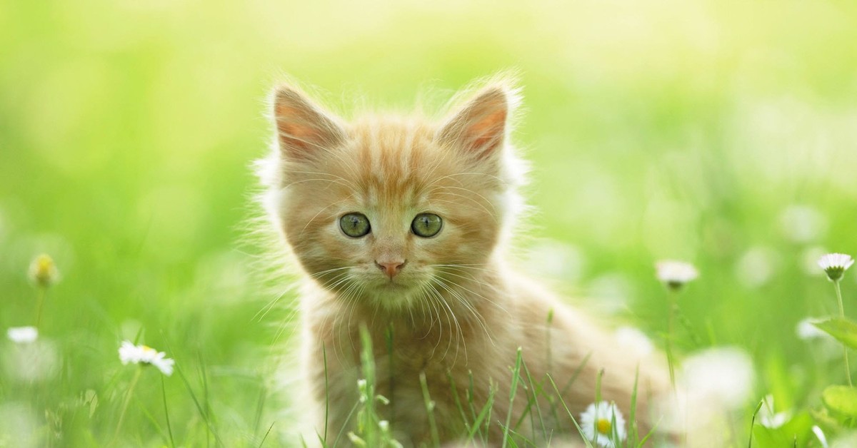 Милые котики. Неон животные. Красивые разноцветные животные. Аватарка. Милые котята.