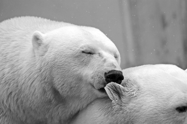 Bite your ear! - Polar bear, Tenderness, Kus, Romance