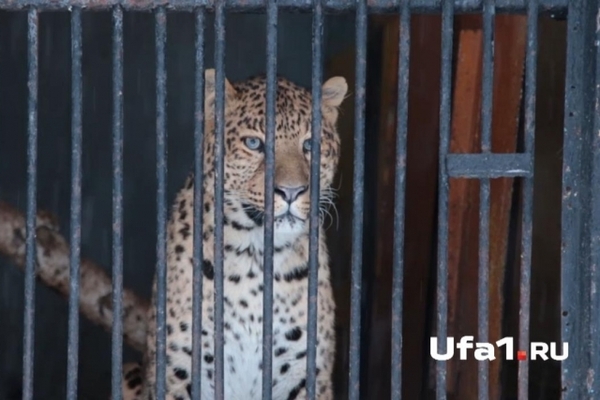 “They even keep bears at home”: a pet of a home zoo could bite a woman in Ufa - My, Leopard, Attack, Ufa, 