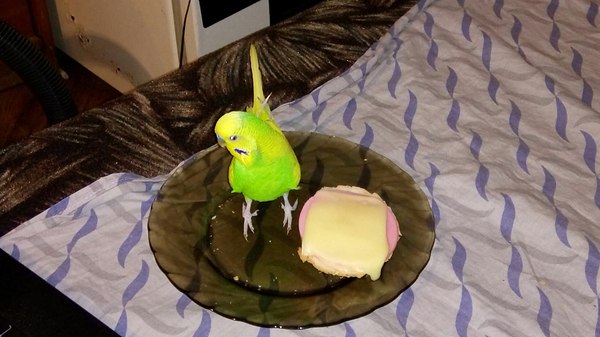 ���� � ���������