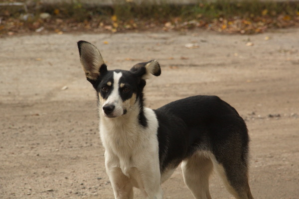 Lapoukh - My, Dog, Cur, Ears