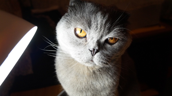 Solomon) - cat, My, Cunning, First post, Scottish lop-eared, Cunning