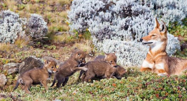 Fox cubs under close supervision - Supervision, Upbringing, Animals, Jackal, Ethiopian Jackal, Fox cubs