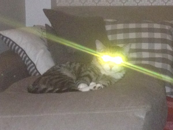 LaserCat - My, Not photoshop, , , cat, The photo