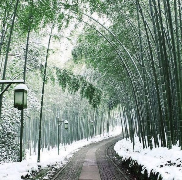 Winter in Japan. - The photo, Landscape, Winter, Bamboo, Snow, Japan