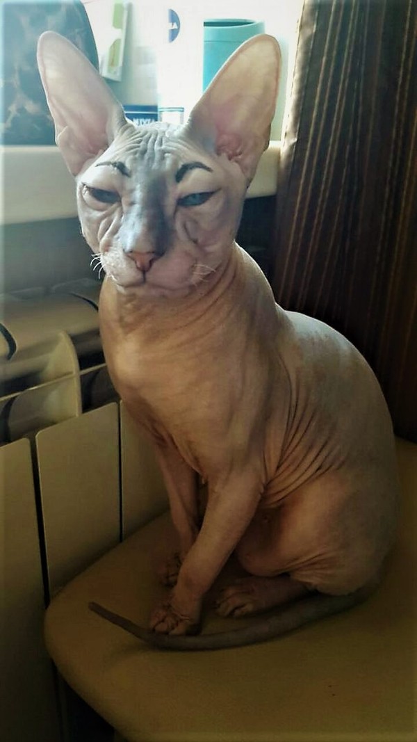 Мой хозяин...ну вы в курсе